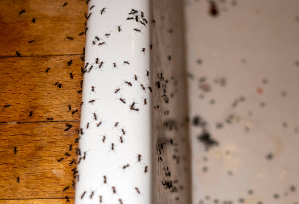 Best Mosquito Control Services  in Greenfield, MO